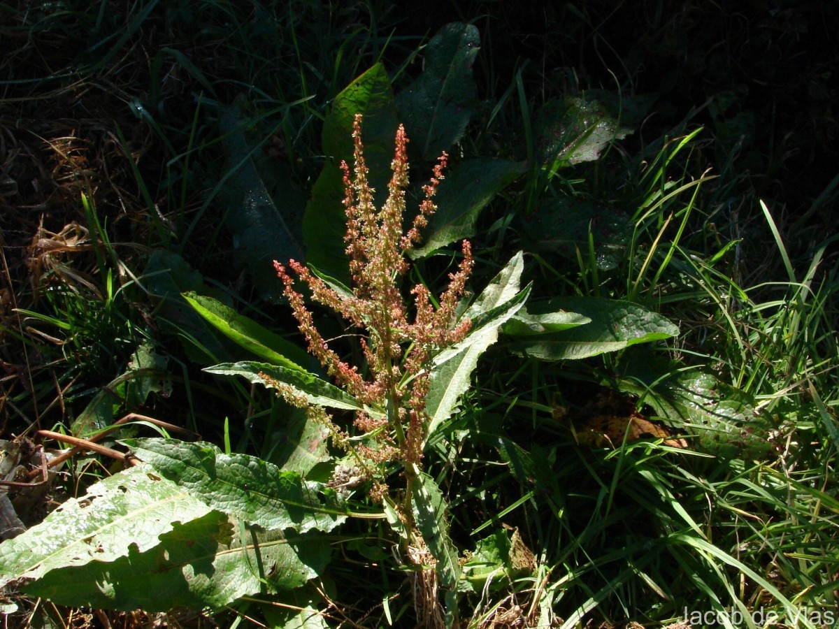 Rumex crispus L.